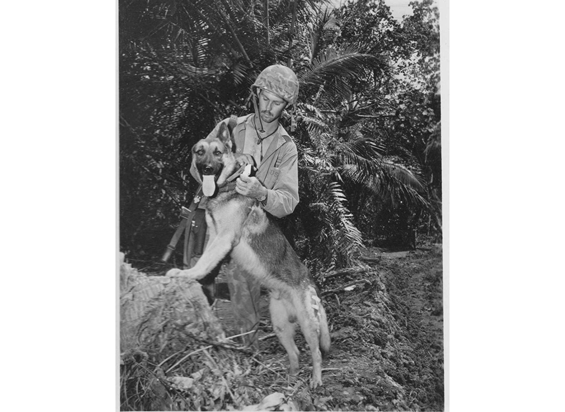 Pfc. John Kleeman and messenger dog Caesar on the west coast of Bougainville. Notice the bullet wound on Caesar’s left shoulder, received during a Japanese attack. National Archives photo.