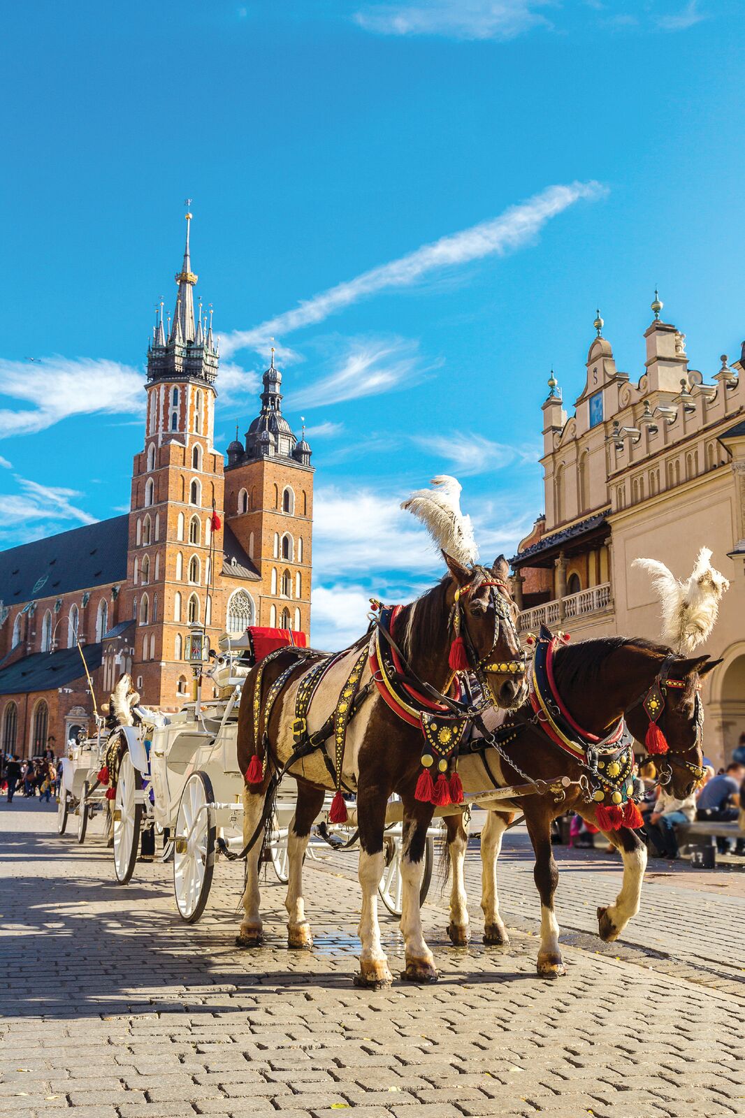 German horses pulling carriage