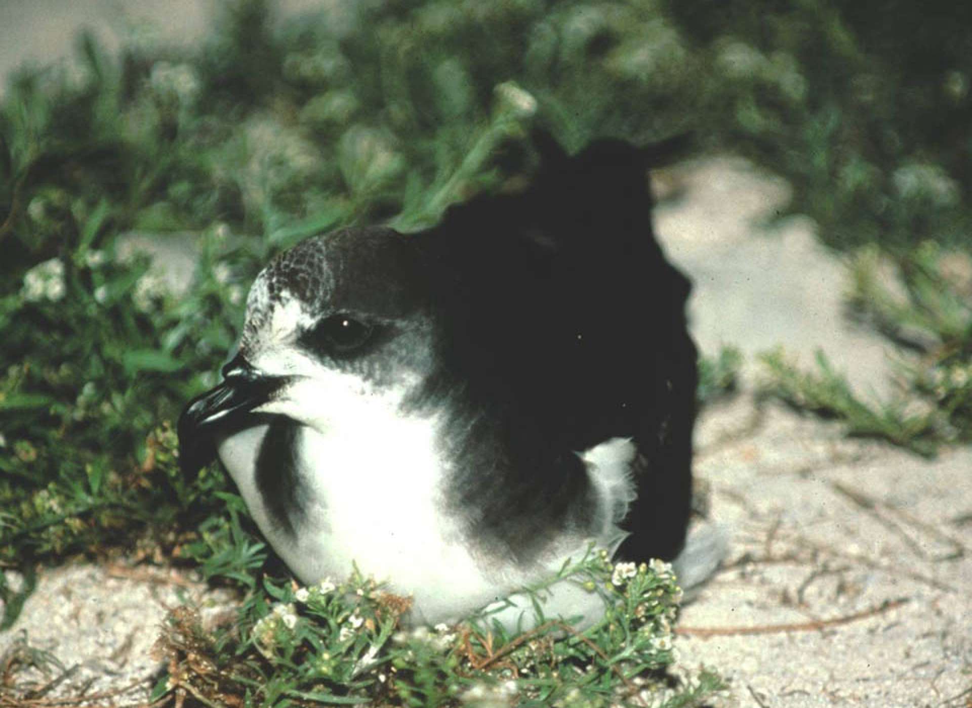 Petrel