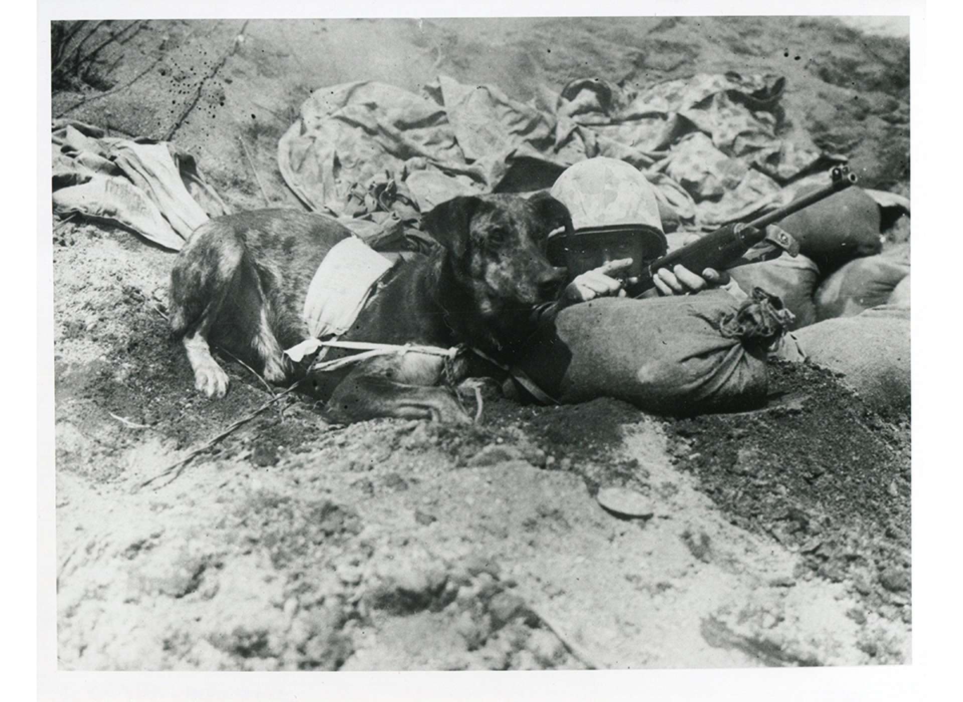 On Iwo Jima, US Marine Cpl. Virgil Burgess instructs his messenger dog, Prince. Notice the special messenger pouch Prince wears to deliver messages. National Archives photo.