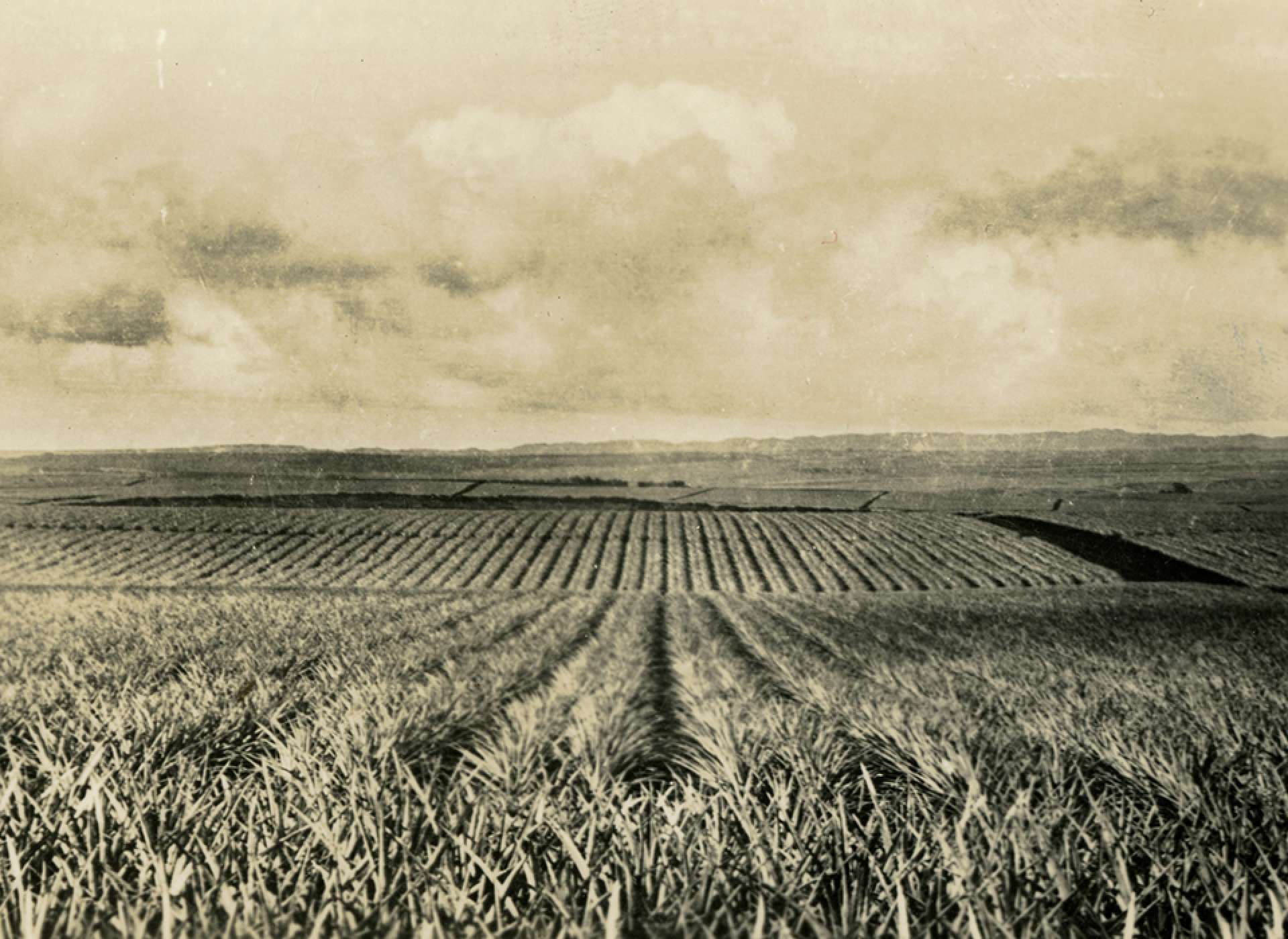 Pineapple Fields, Hawaii, November 1945