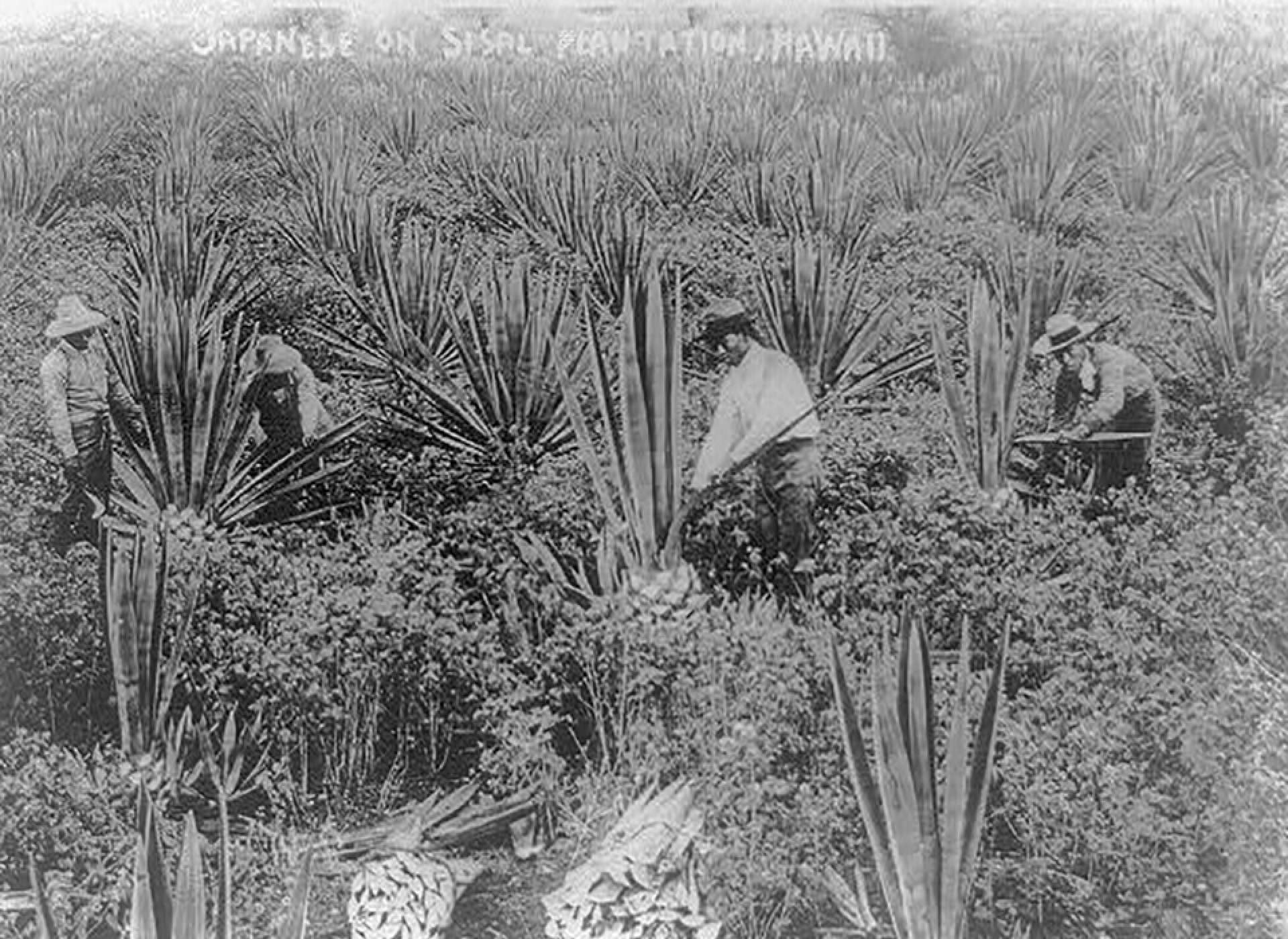 Japanese on Sisal Plantation in Hawaii, c. 1910. Courtesy of the Library of Congress.