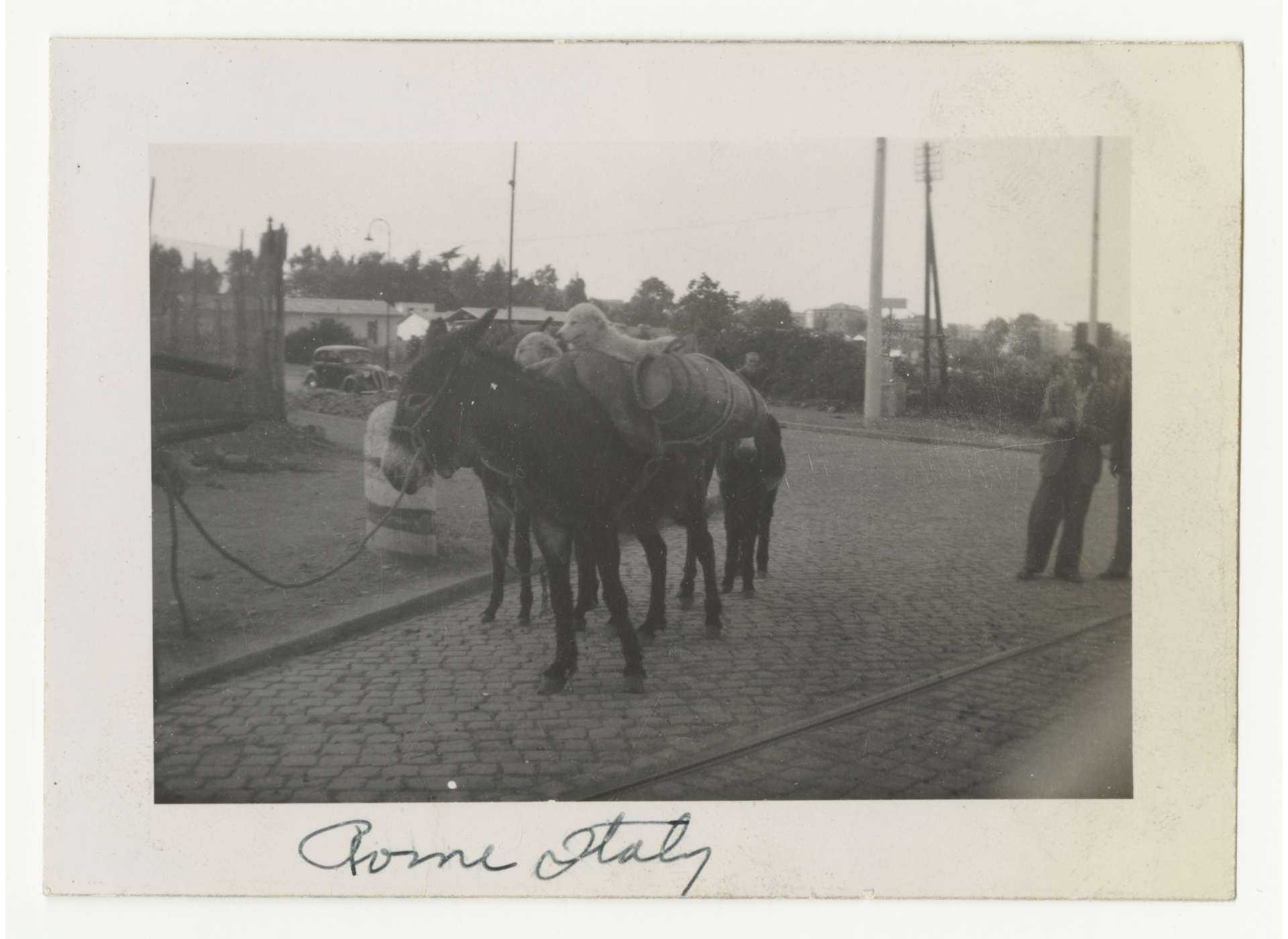 Dog riding a pack mule in Rome, 1944-45. Pack mules were extremely important for the Allied campaign in Italy. Gift of Vincent Yannetti, from the Collection of The National WWII Museum, 2008.321.149.
